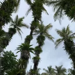 Palmen auf Zapatilla Island